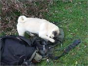 Mops Daisy versucht meine Leckerchen zu klauen